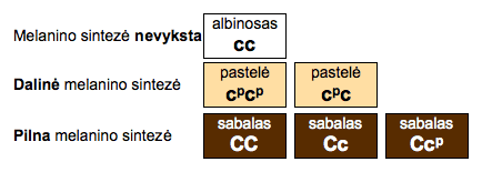 kailio-atspalviai-5