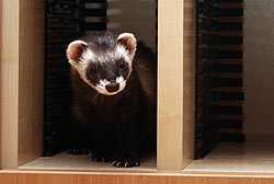 elementorius-apie-seskus-2