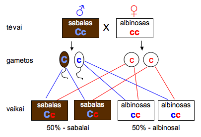 kailio-atspalviai-7