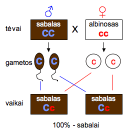 kailio-atspalviai-6