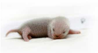 sesku-veisimo-pagrindai-1