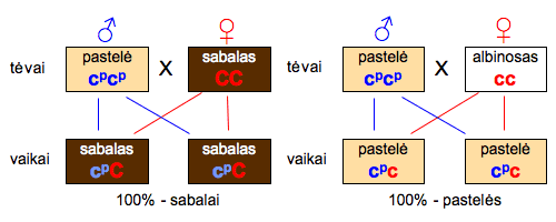 kailio-atspalviai-9