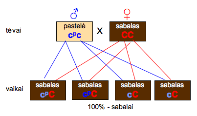 kailio-atspalviai-10