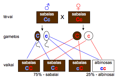 kailio-atspalviai-8