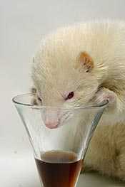 elementorius-apie-seskus-3